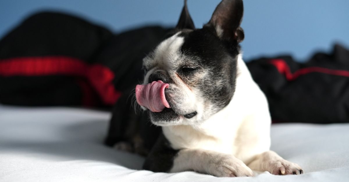 French bulldog licking its paw