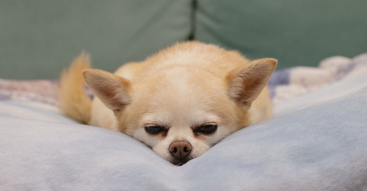 Chihuahua resting calmly on a soft blanket