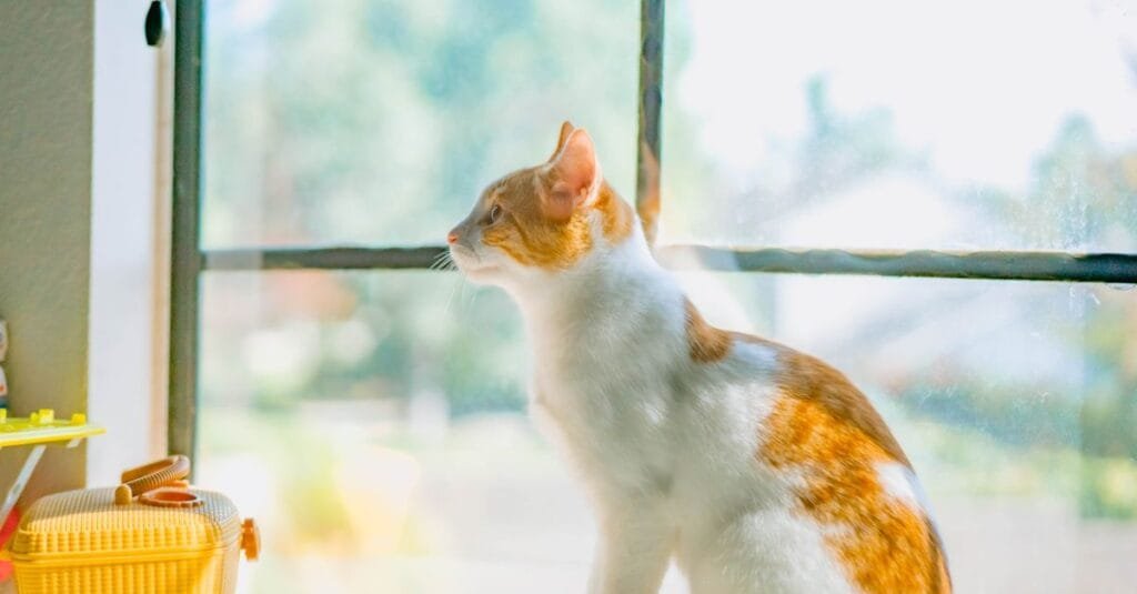 Orange and white cat sitting on a sunny windowsill