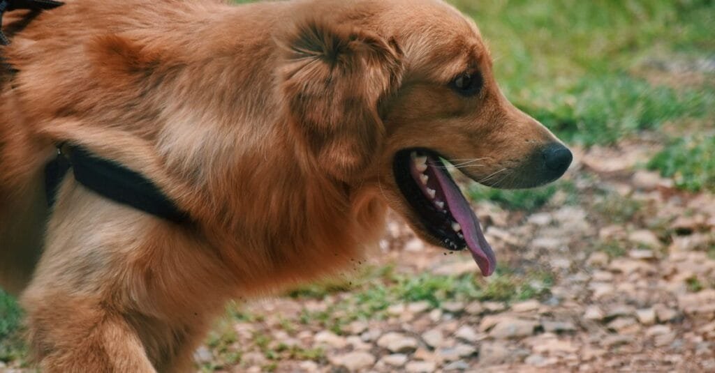 Golden retriever panting on a warm day