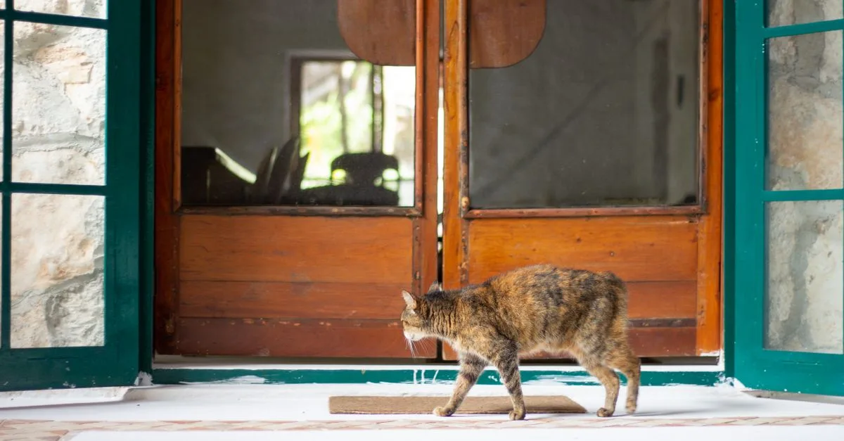 A cat walking in through a house door