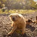 Dog hot spots