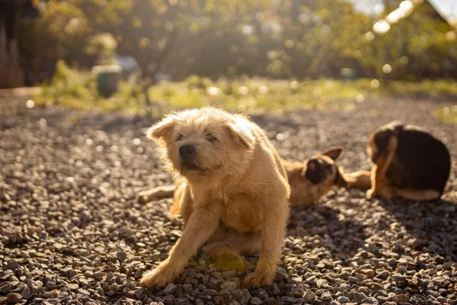 Dog hot spots