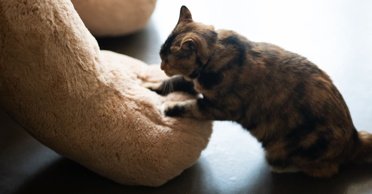 A cat making biscuits