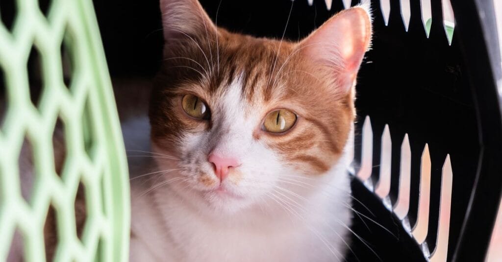Cat looking out from inside a green carrier