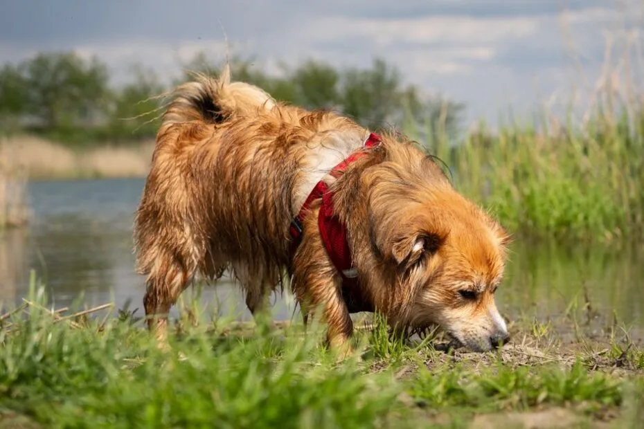 A golden-coated dog sniffing the grass beside a pond on a walk