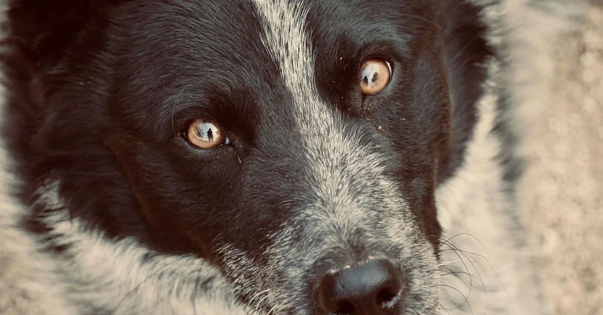 Close-up of a dog watching its person intently