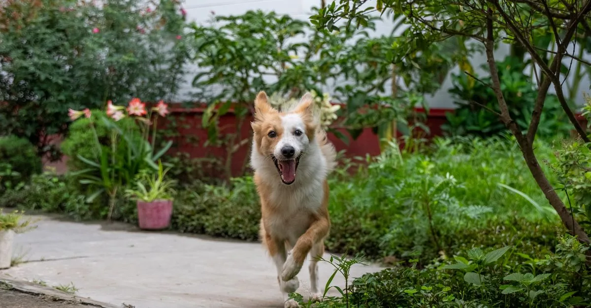 A happy dog running toward the camera in a garden