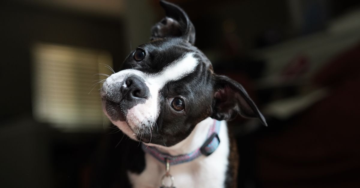 A Boston terrier with a dramatic head tilt