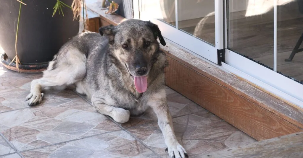 Dog relaxing in the shade by a porch door