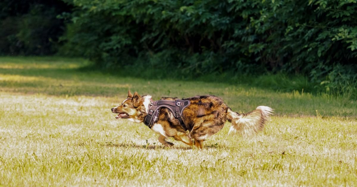 Dog running fast through grass