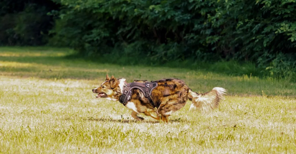 Dog running fast through grass