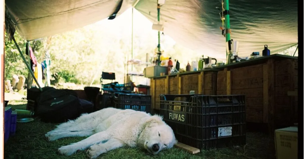 White dog sleeping at a campsite in a tent