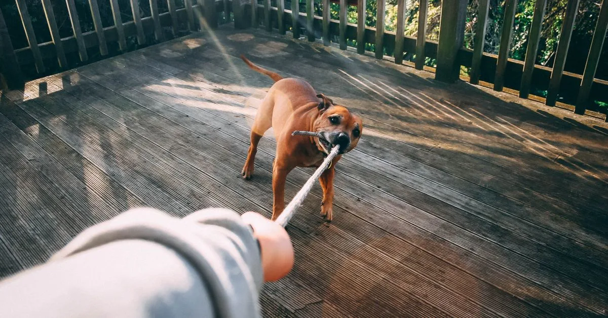 Puppy playing tug with a rope instead of ankles