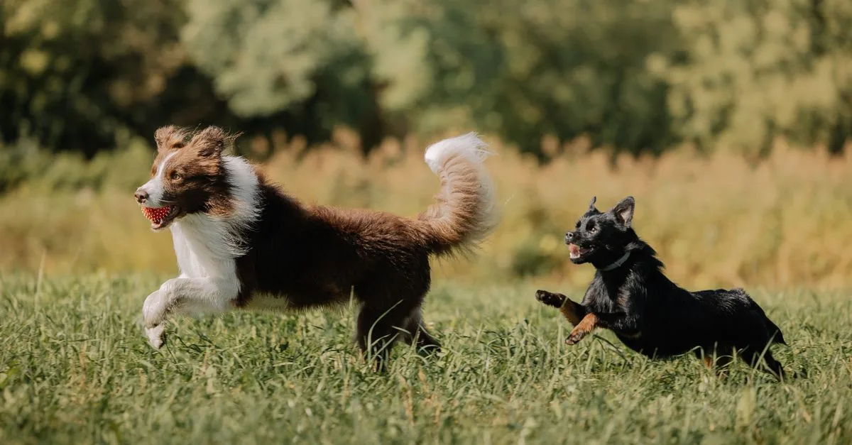 A border collie playing energetically in the grass with another dog