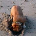 A puppy digging head-first into a sandy hole