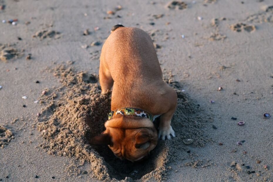 A puppy digging head-first into a sandy hole