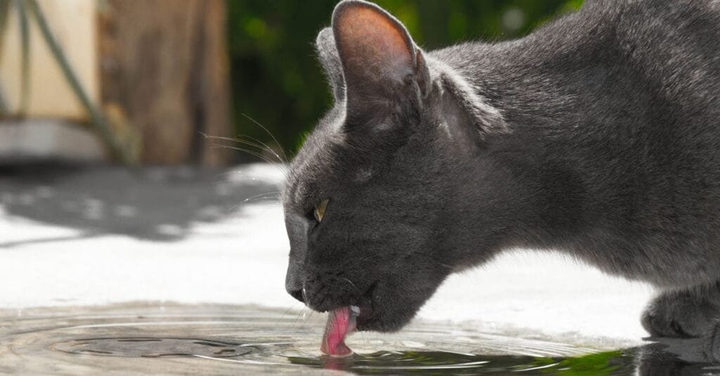 Gray cat drinking water with its tongue out