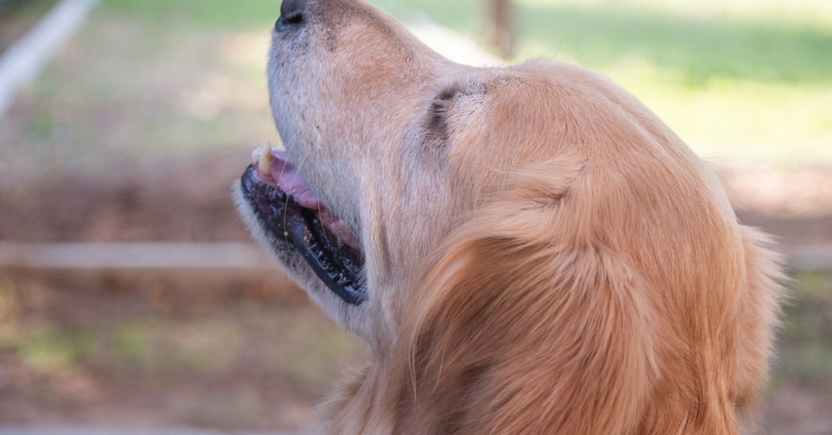 A dog panting to cool down