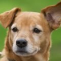 How to clean your dog's ears