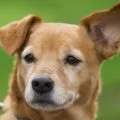How to clean your dog's ears