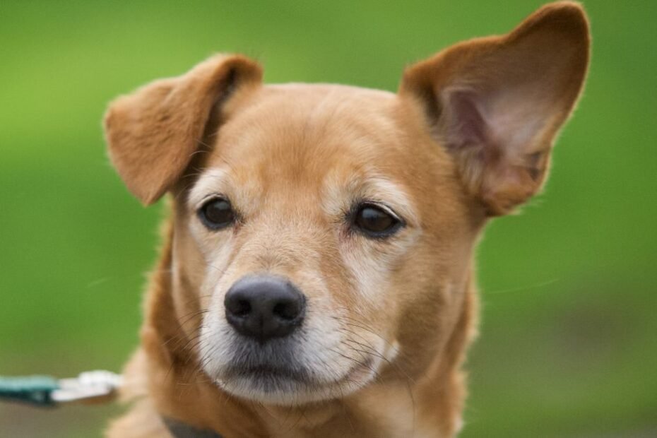How to clean your dog's ears