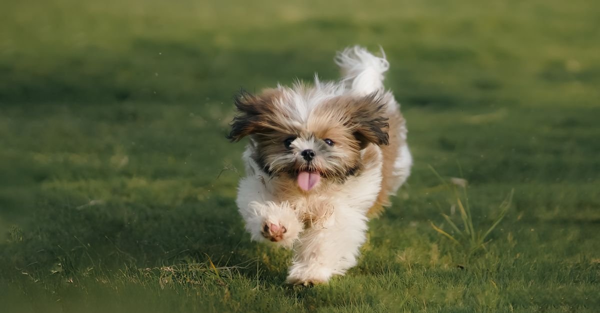 Fluffy dog running with its tongue out, looking joyful