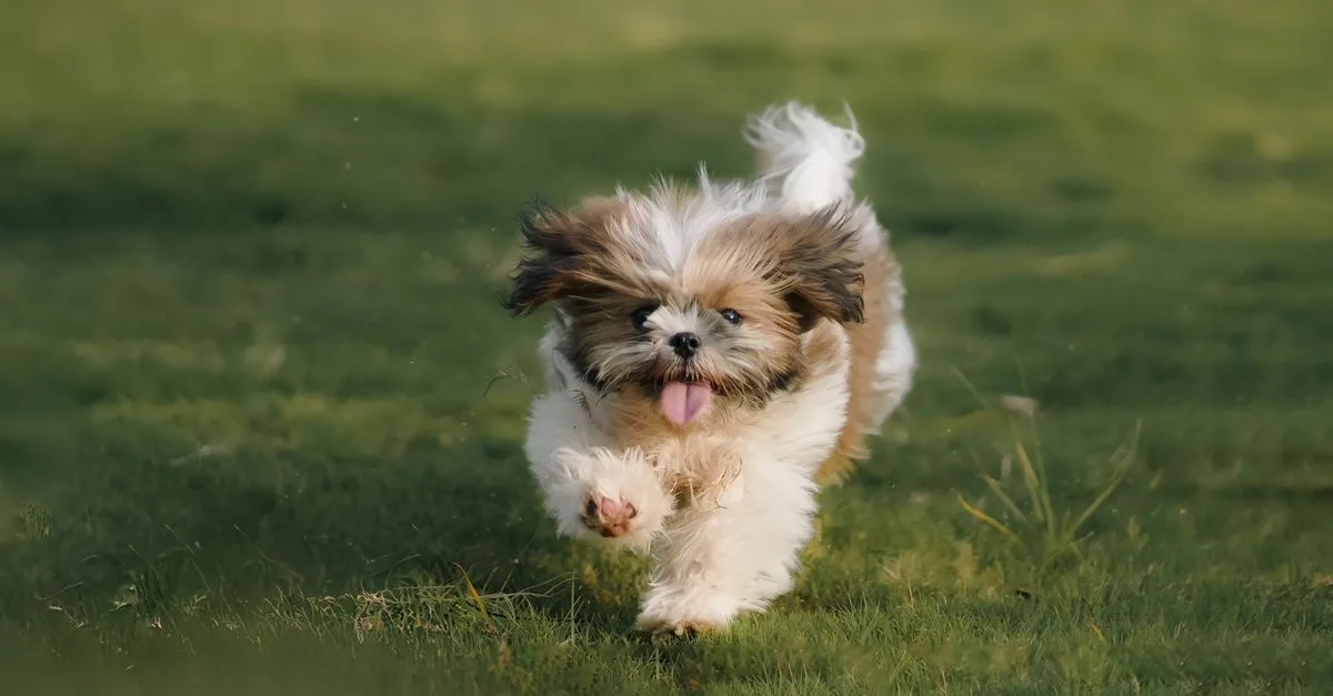 Fluffy dog running with its tongue out, looking joyful
