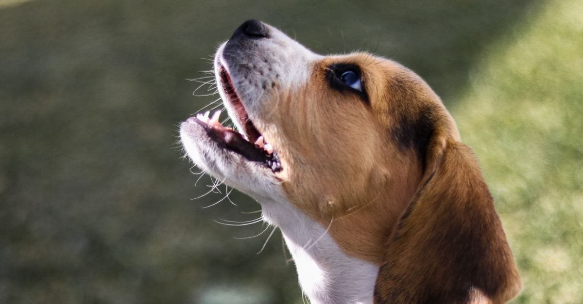 A beagle baying with its head raised