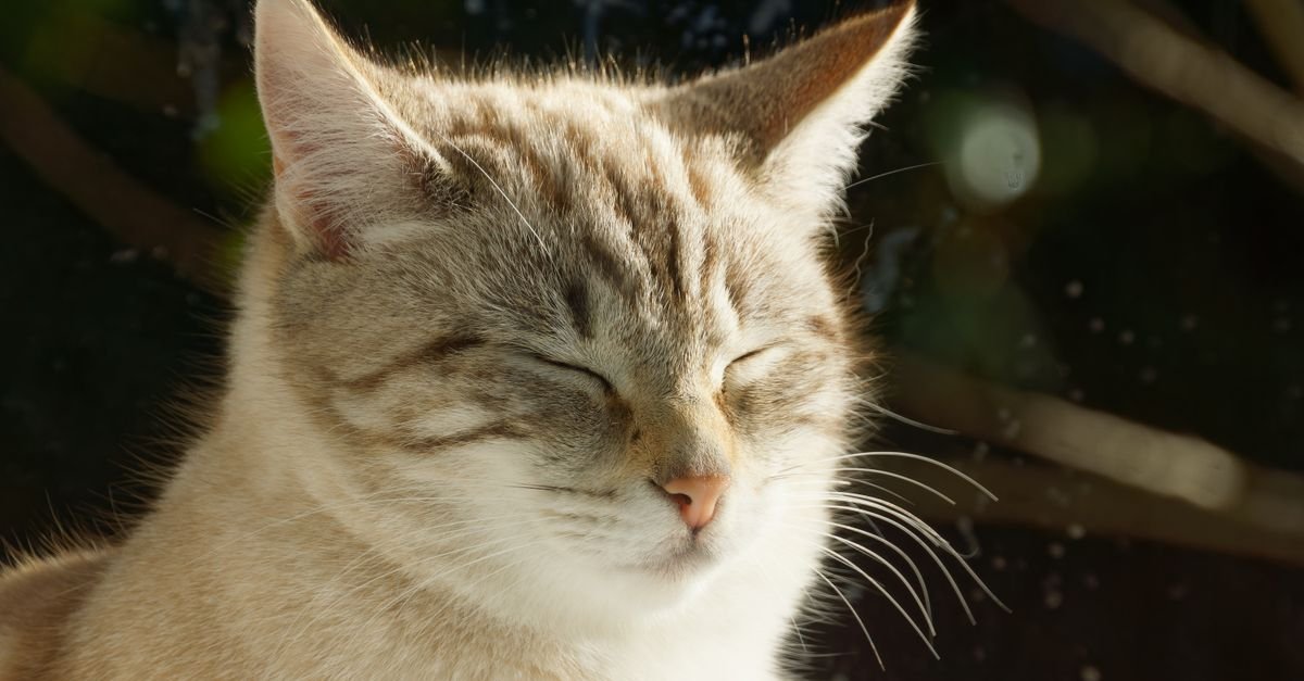 Serene cat resting with eyes closed in sunlight