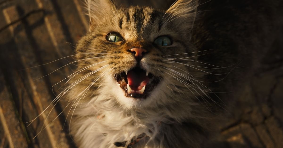 Cat vocalizing with its mouth open