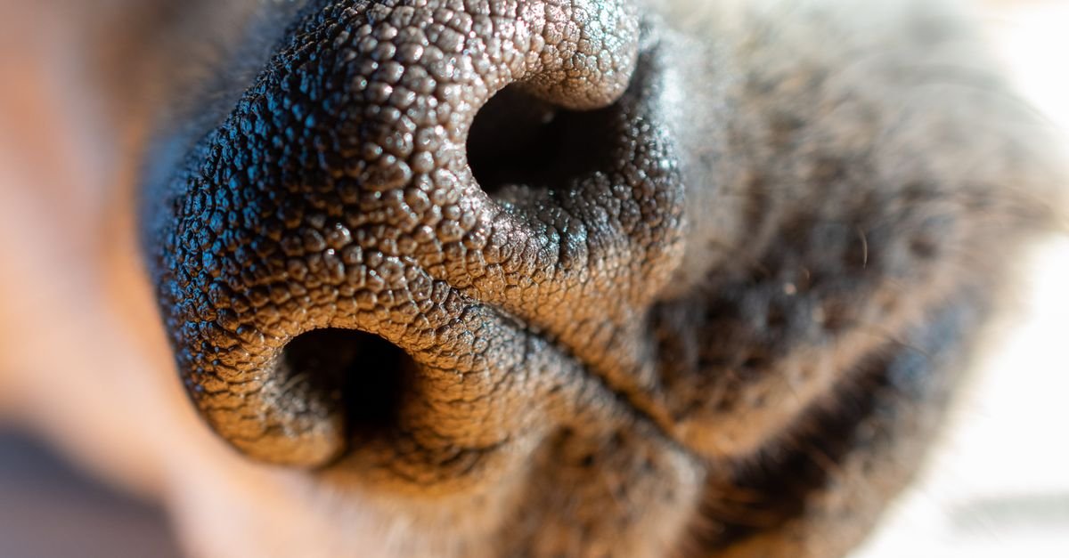 Extreme close-up of a dog&rsquo;s nose