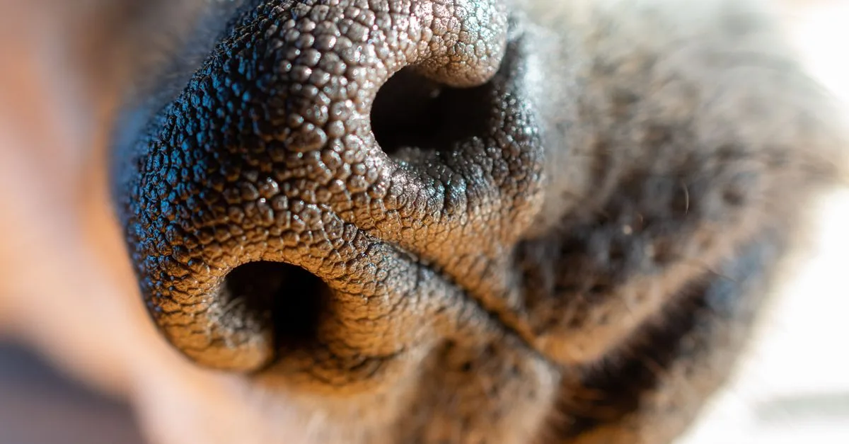 Extreme close-up of a dog’s nose