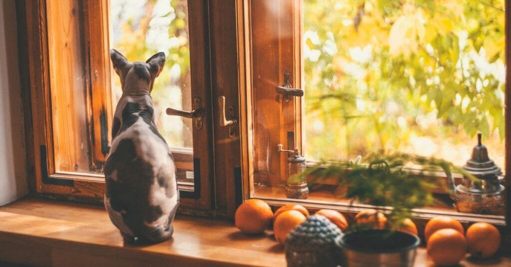 Cat perched at an autumn window with pumpkins