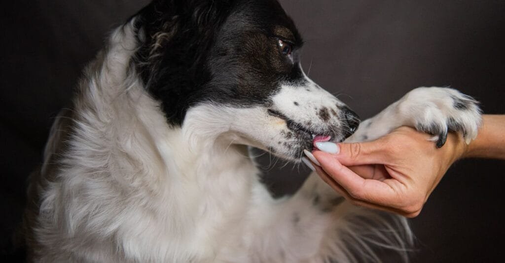 Border collie offering its paw for a treat