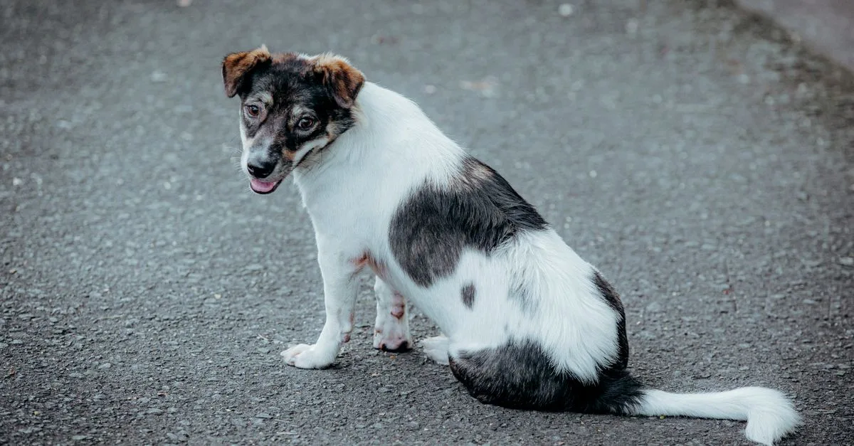 A dog sitting and looking back over its shoulder