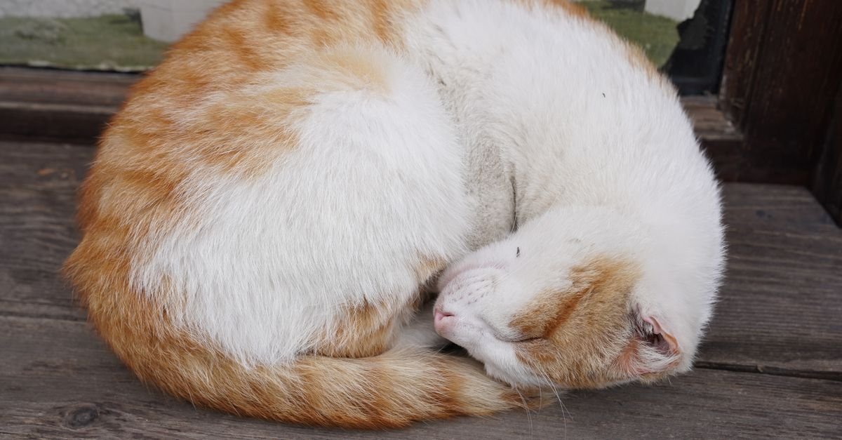 Ginger cat sleeping comfortably curled up