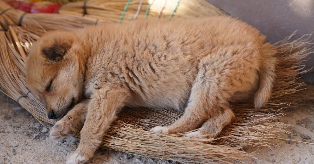 A golden puppy sleeping curled in a basket