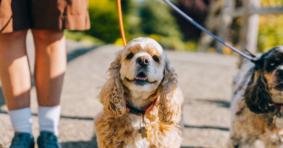 Dog walking right beside its owner on the street