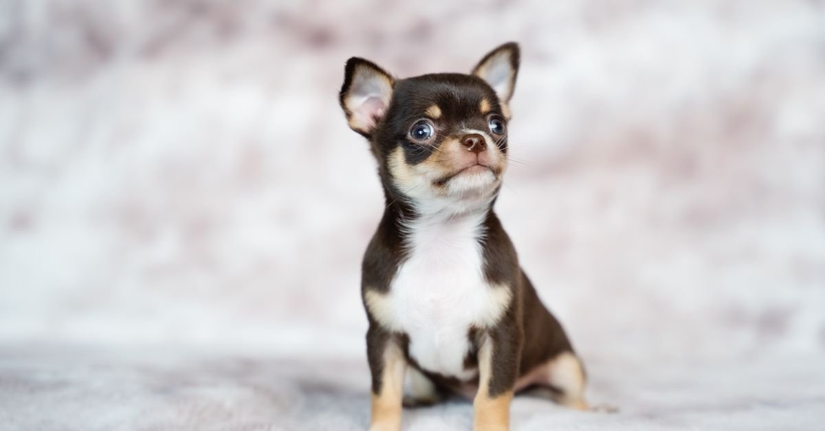 Tiny Chihuahua puppy sitting