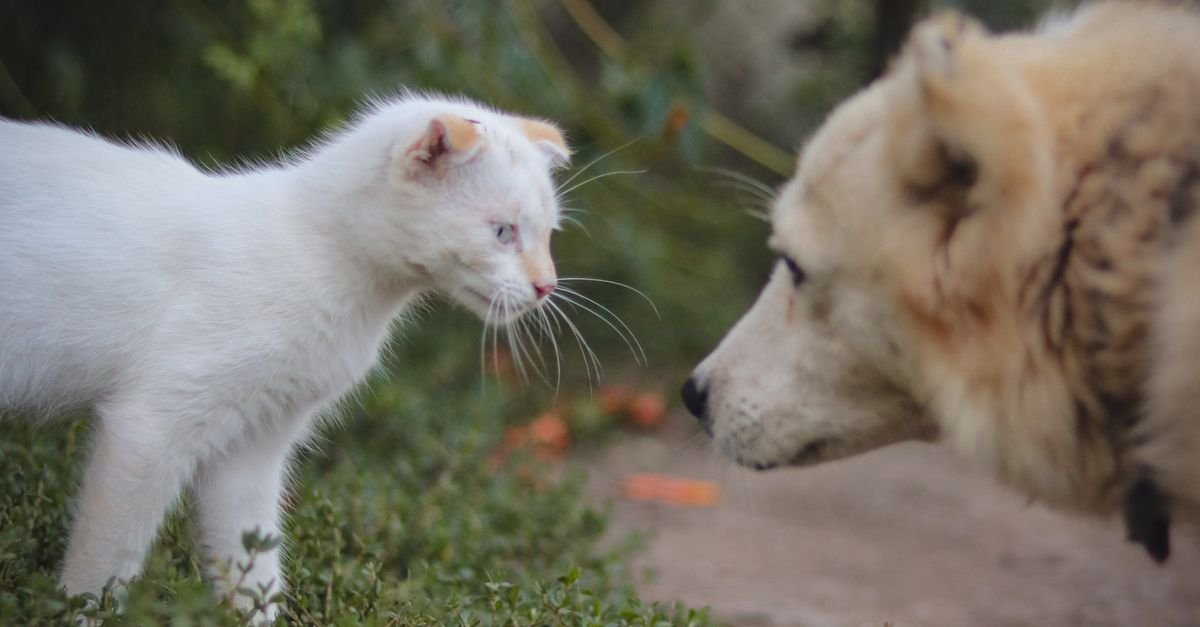 A supervised dog and cat meeting