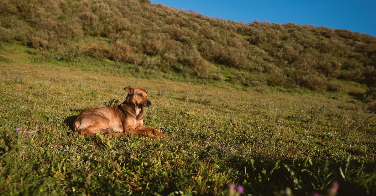 A dog relaxing on safe grass