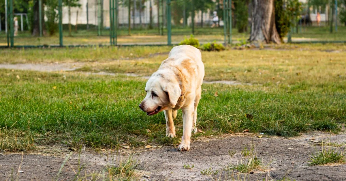 A labrador sniffing along a path in a park