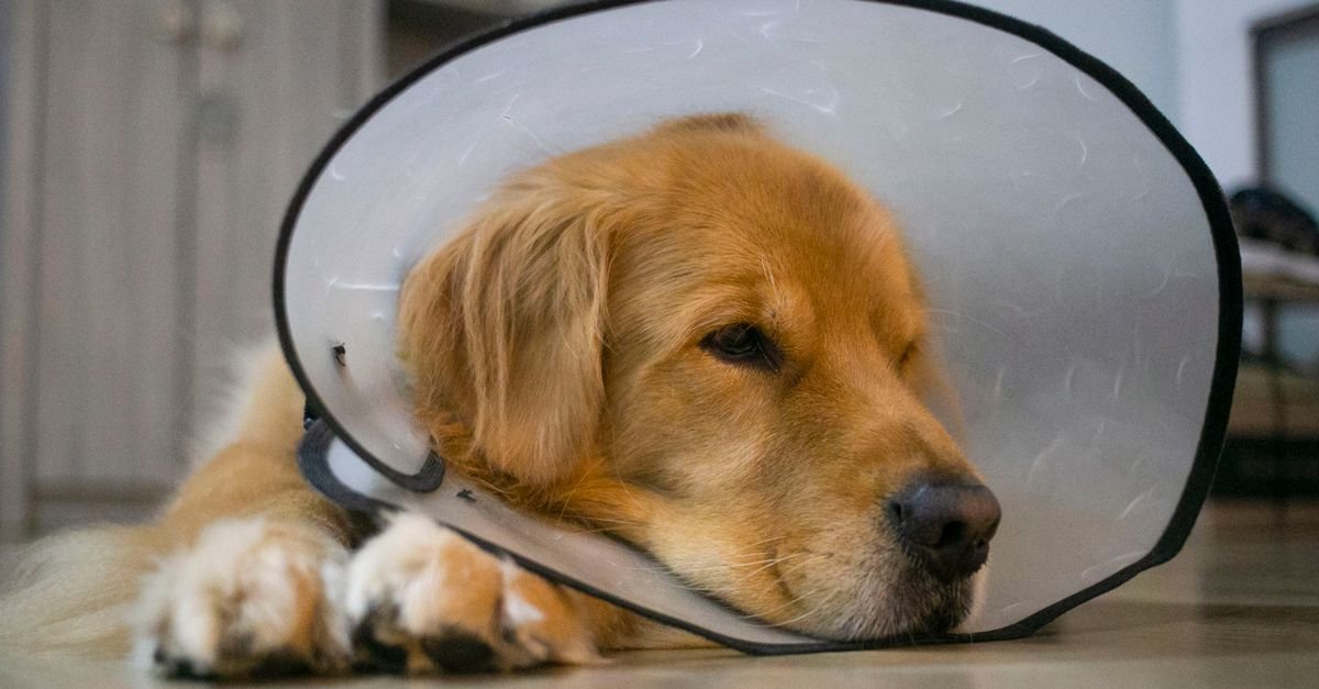 A dog wearing a recovery cone