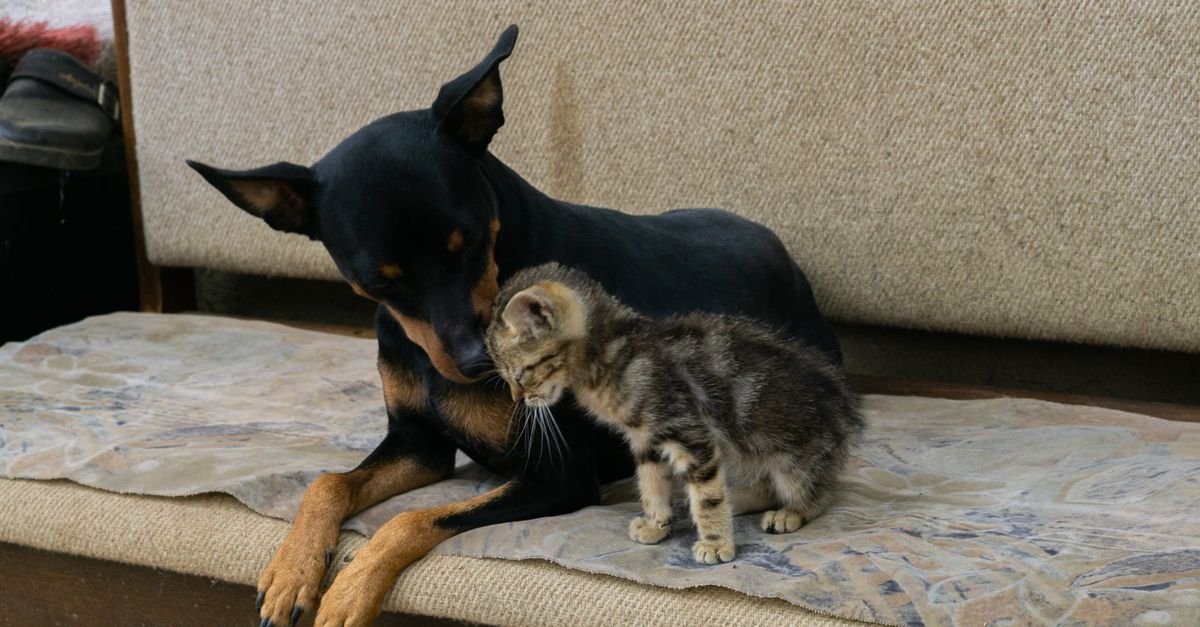 A dog and cat coexisting peacefully