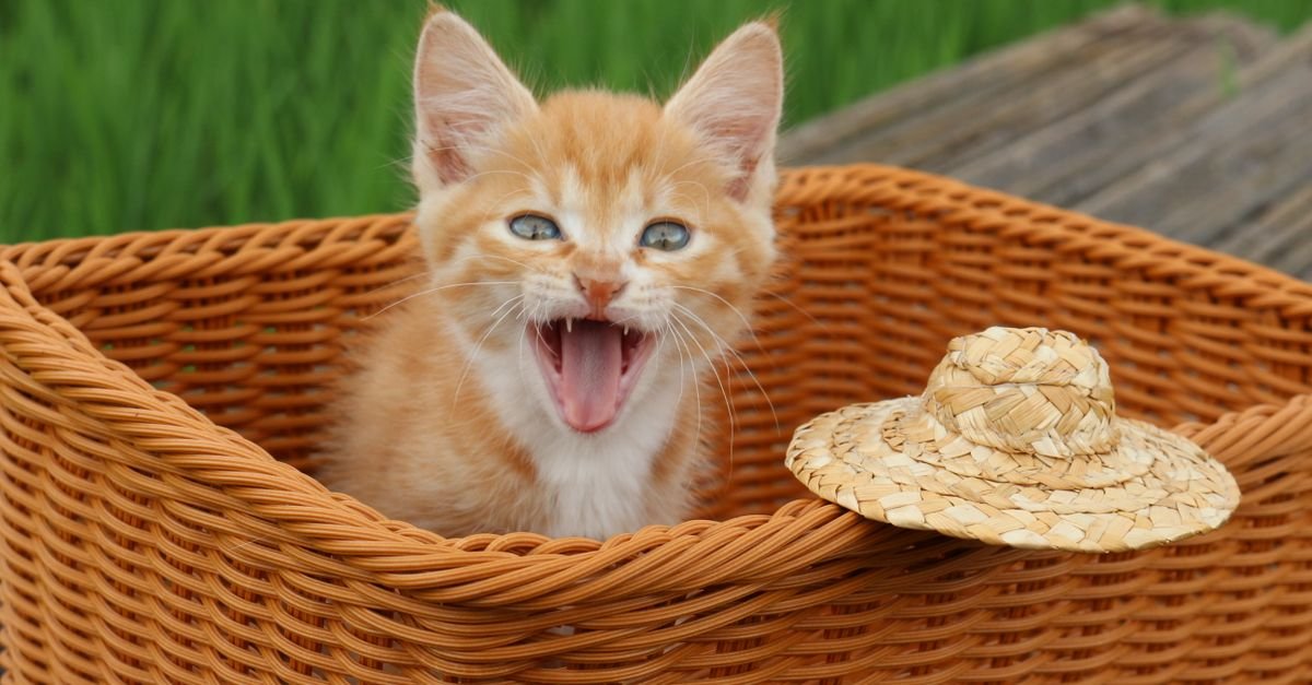 Playful ginger kitten in a basket