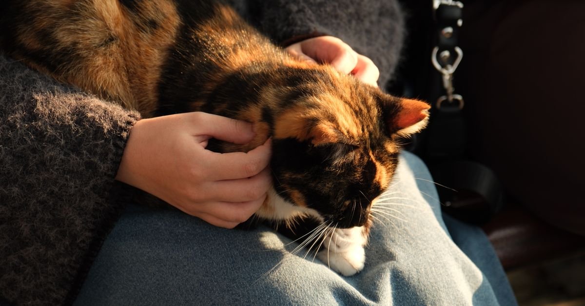 Calico cat cuddling contentedly against a person