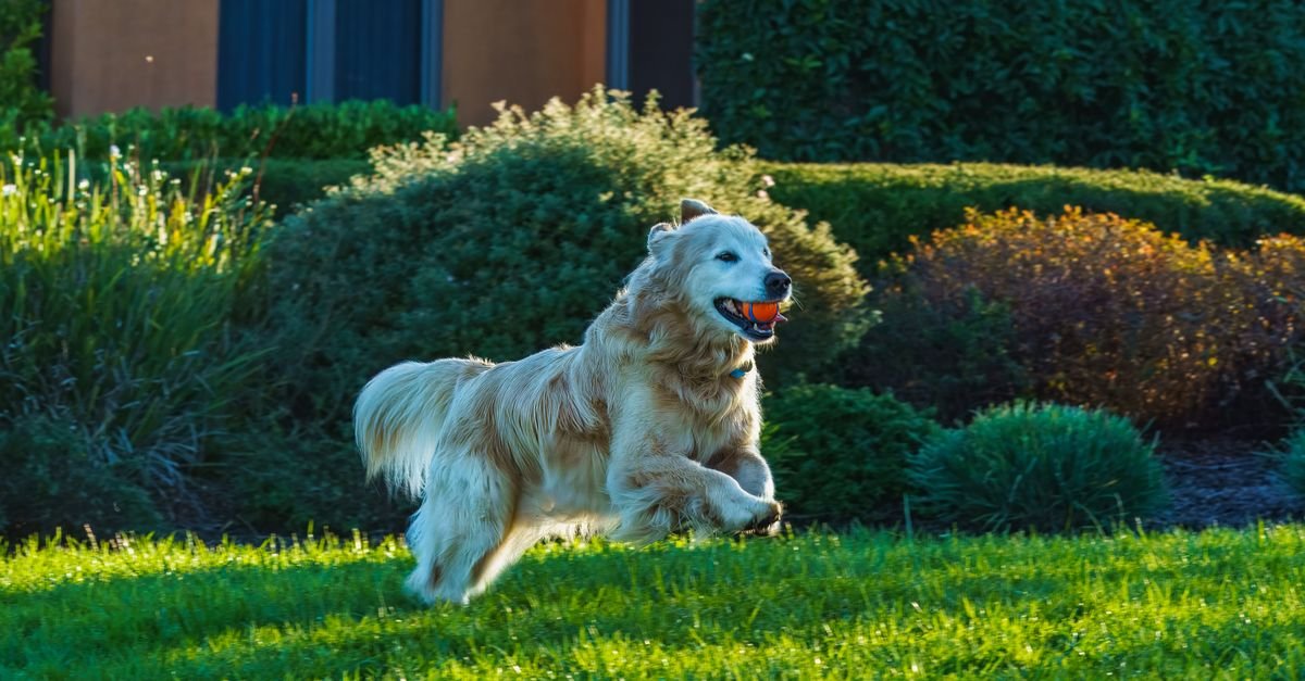 A golden retriever running happily across a lawn