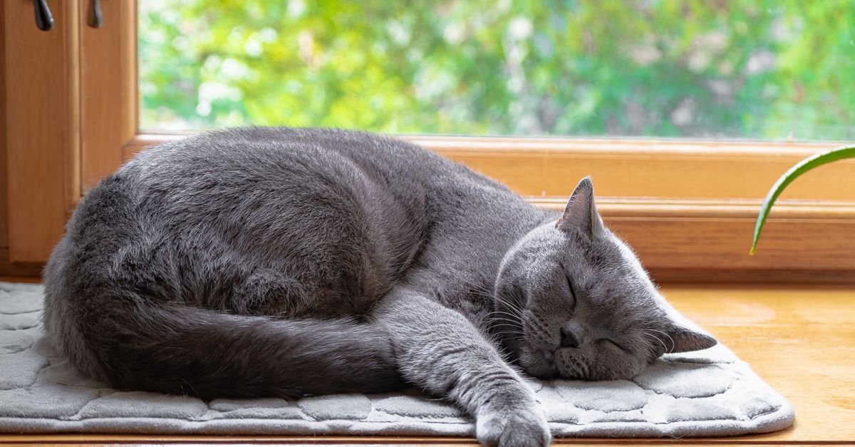 Gray cat sleeping on a sunny windowsill