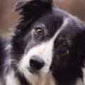 A border collie tilting its head with a curious expression